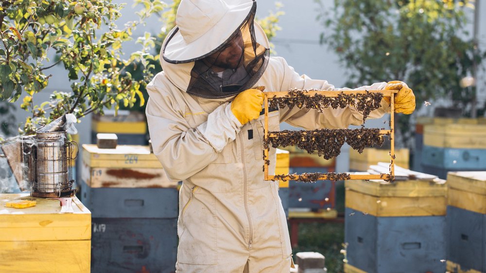 Βασιλοτροφία – Παραγωγή Βασιλισσών – Βασιλικού Πολτού