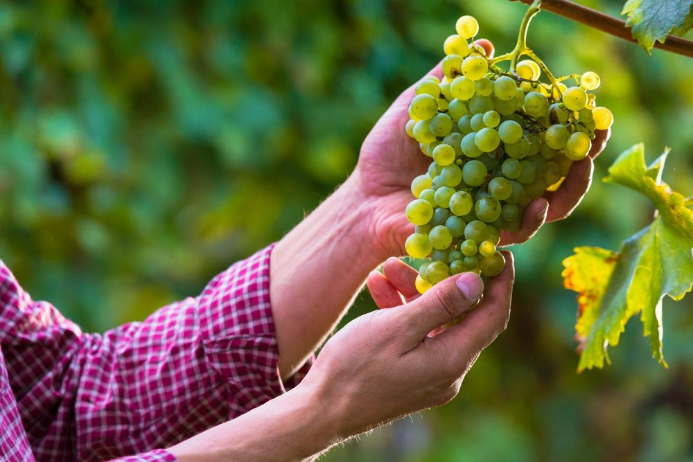Σύγχρονες Τεχνικές Αμπελουργίας για την Παραγωγή Οίνου και Επιτραπέζιου Σταφυλιού